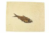 Fossil Fish (Knightia) - Wyoming #295622-1